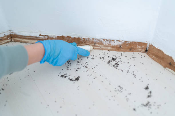 Best Local Pest Control Services  in Monroe, WI